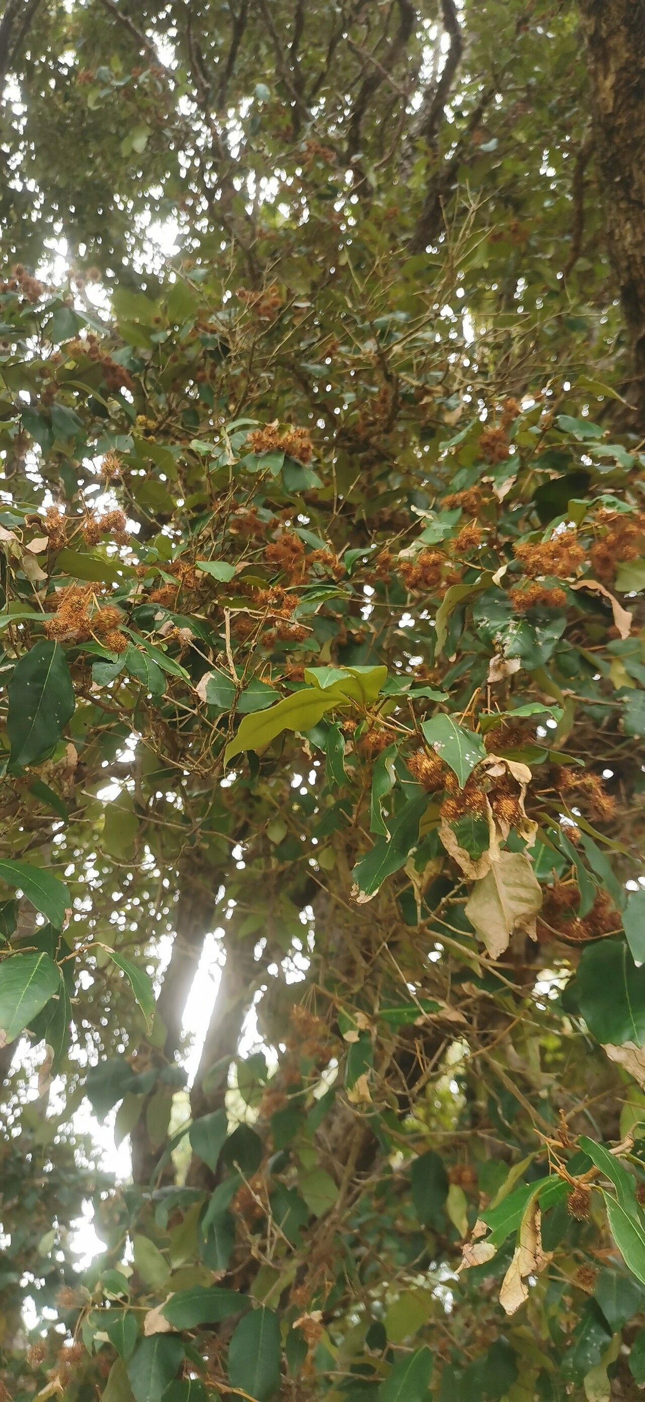 Backhousia leptopetala fruit
