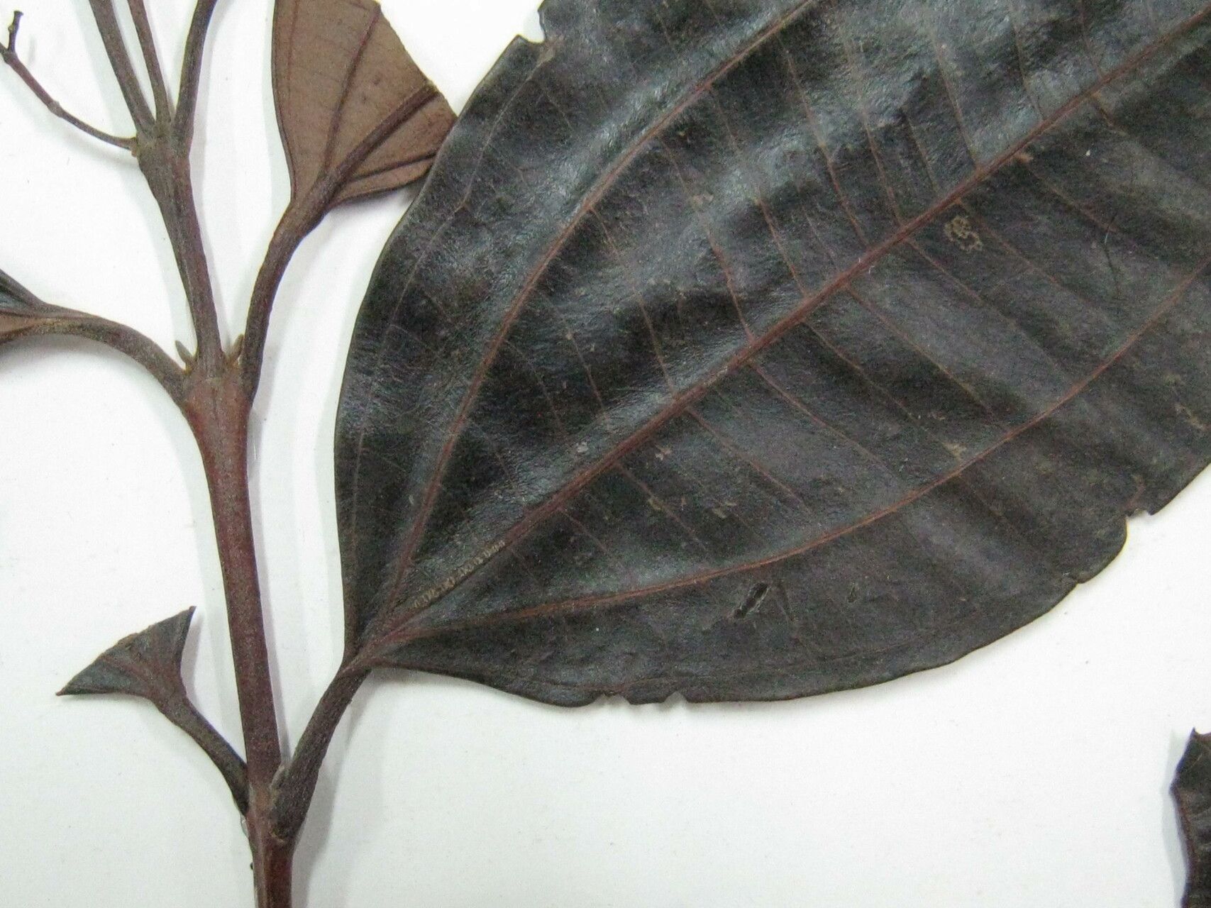 Miconia pyrifolia — houseplant care guide