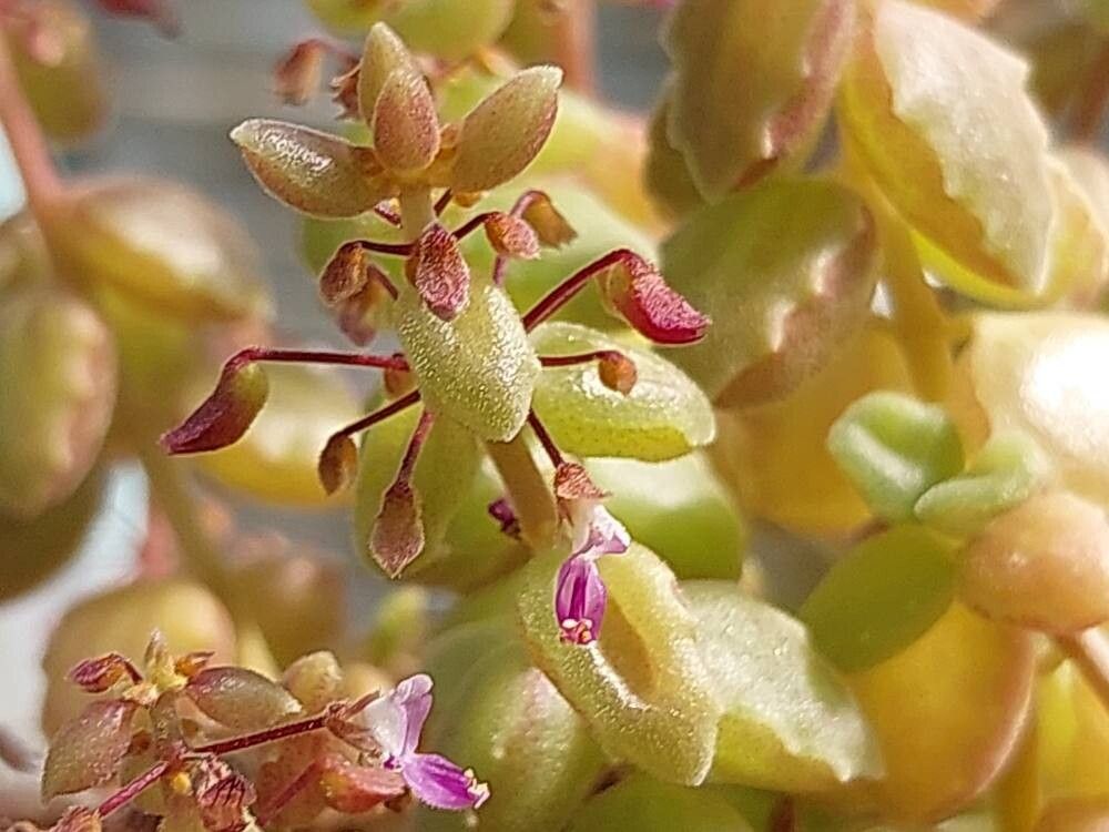 Coleus prostratus — search result for 'Coleus'