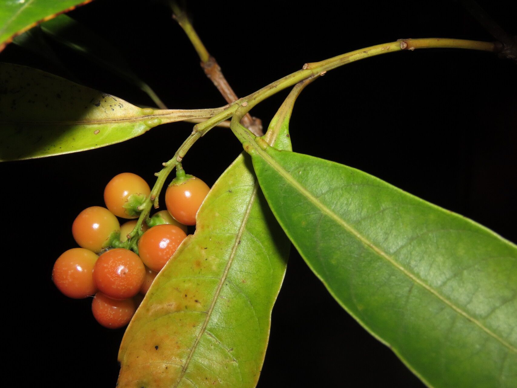 Citharexylum macradenium leaf