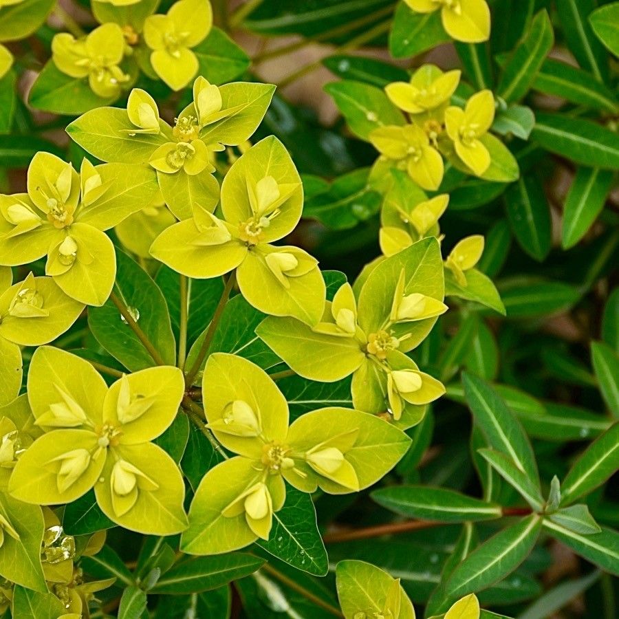 Euphorbia cornigera flower