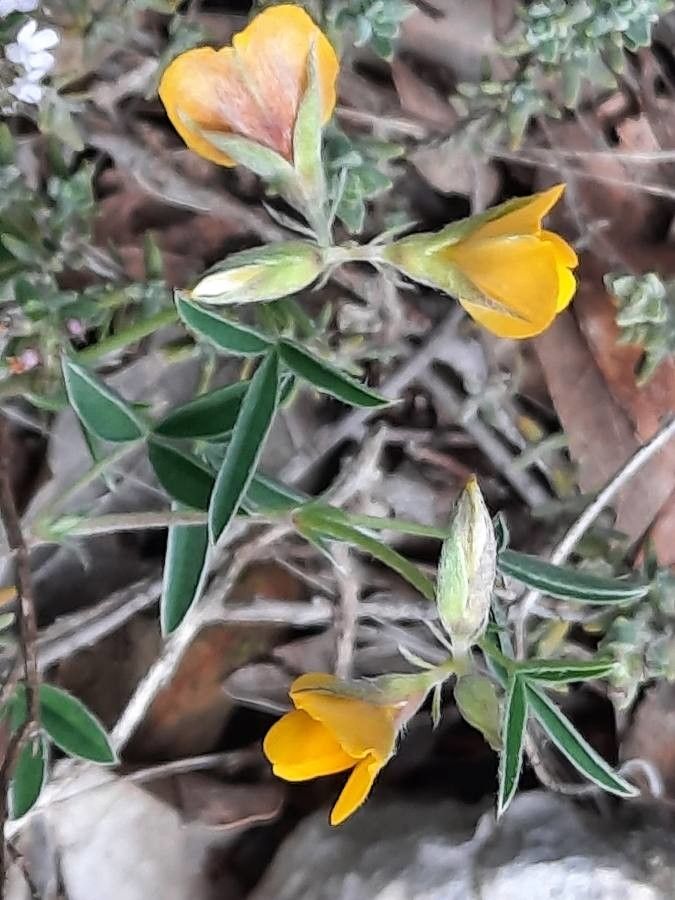 Argyrolobium zanonii leaf