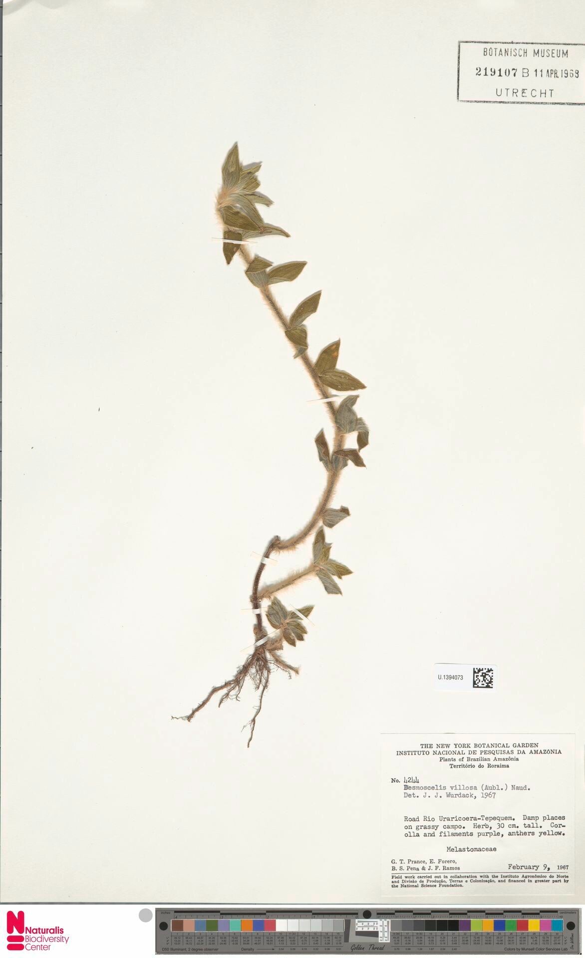 Desmoscelis villosa leaf