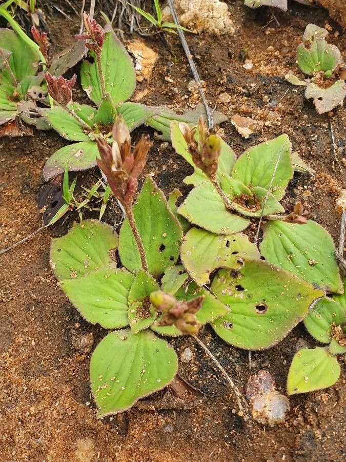 Craterostigma plantagineum other