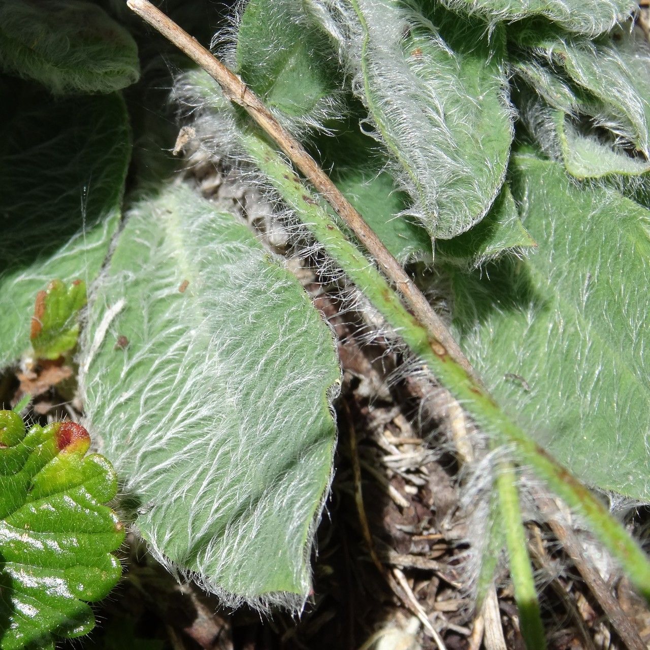 Hieracium villosum leaf