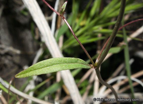 Neogaerrhinum filipes bark