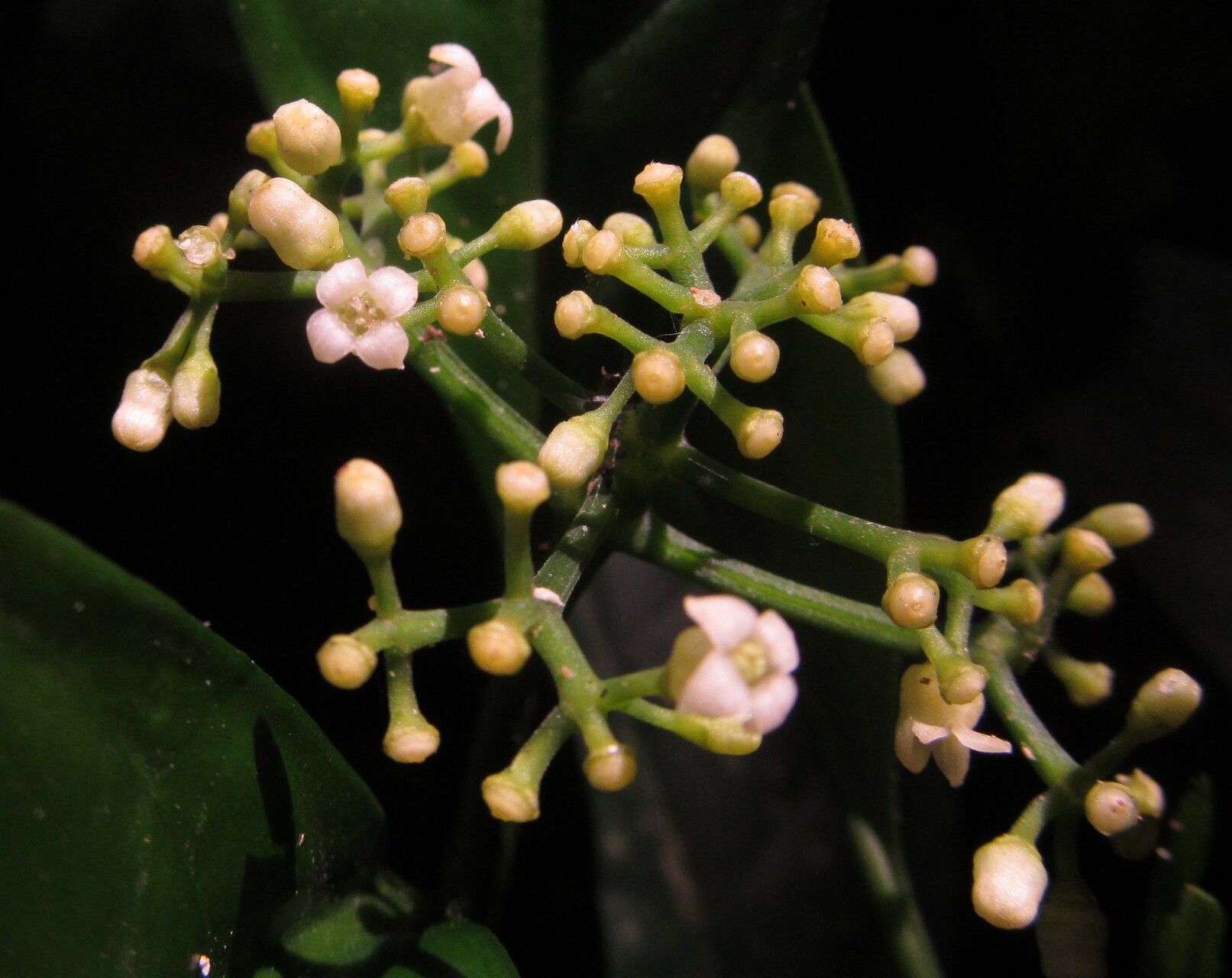 Psychotria onanae flower