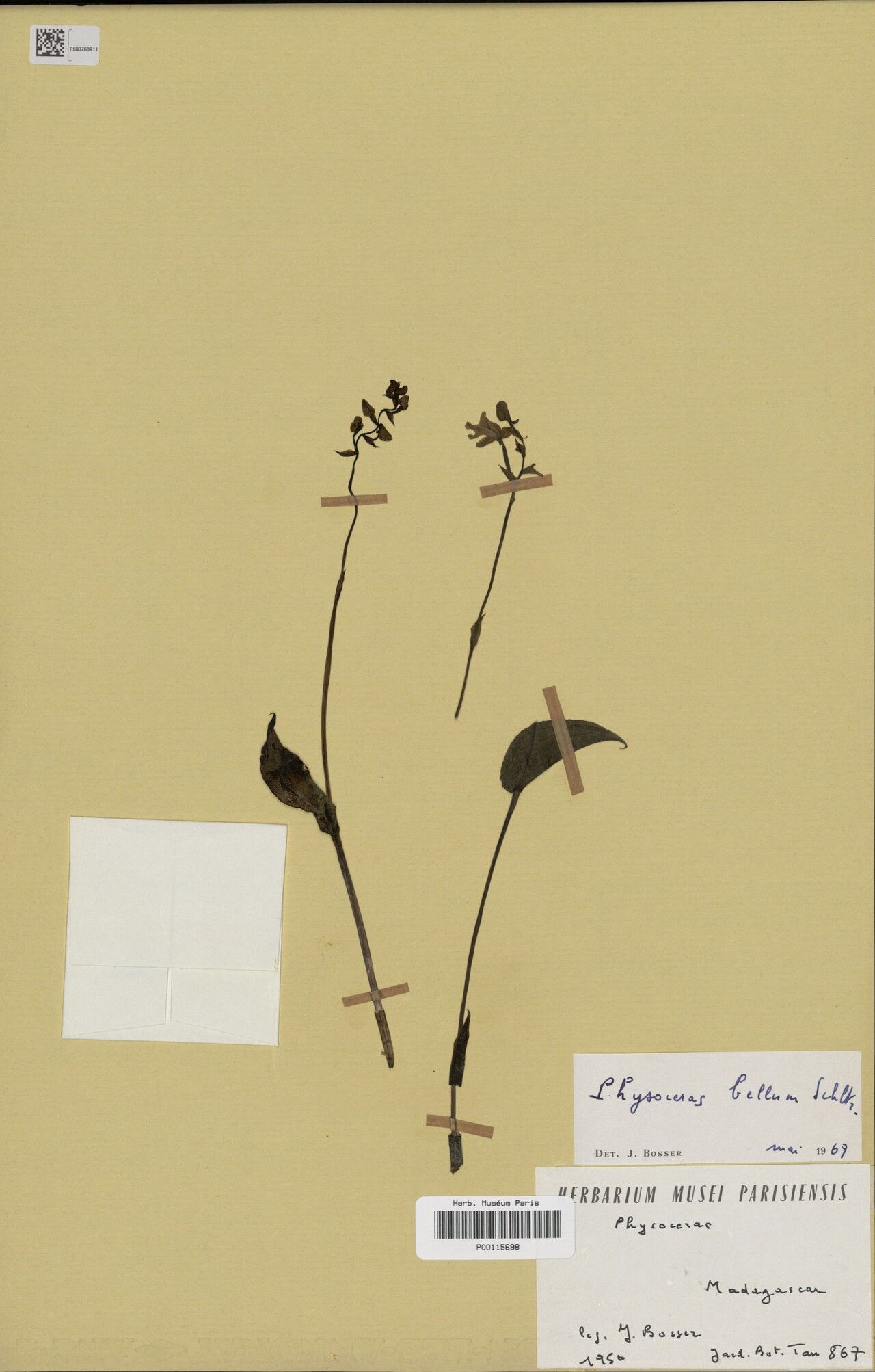 Cynorkis unguiculata — houseplant care guide