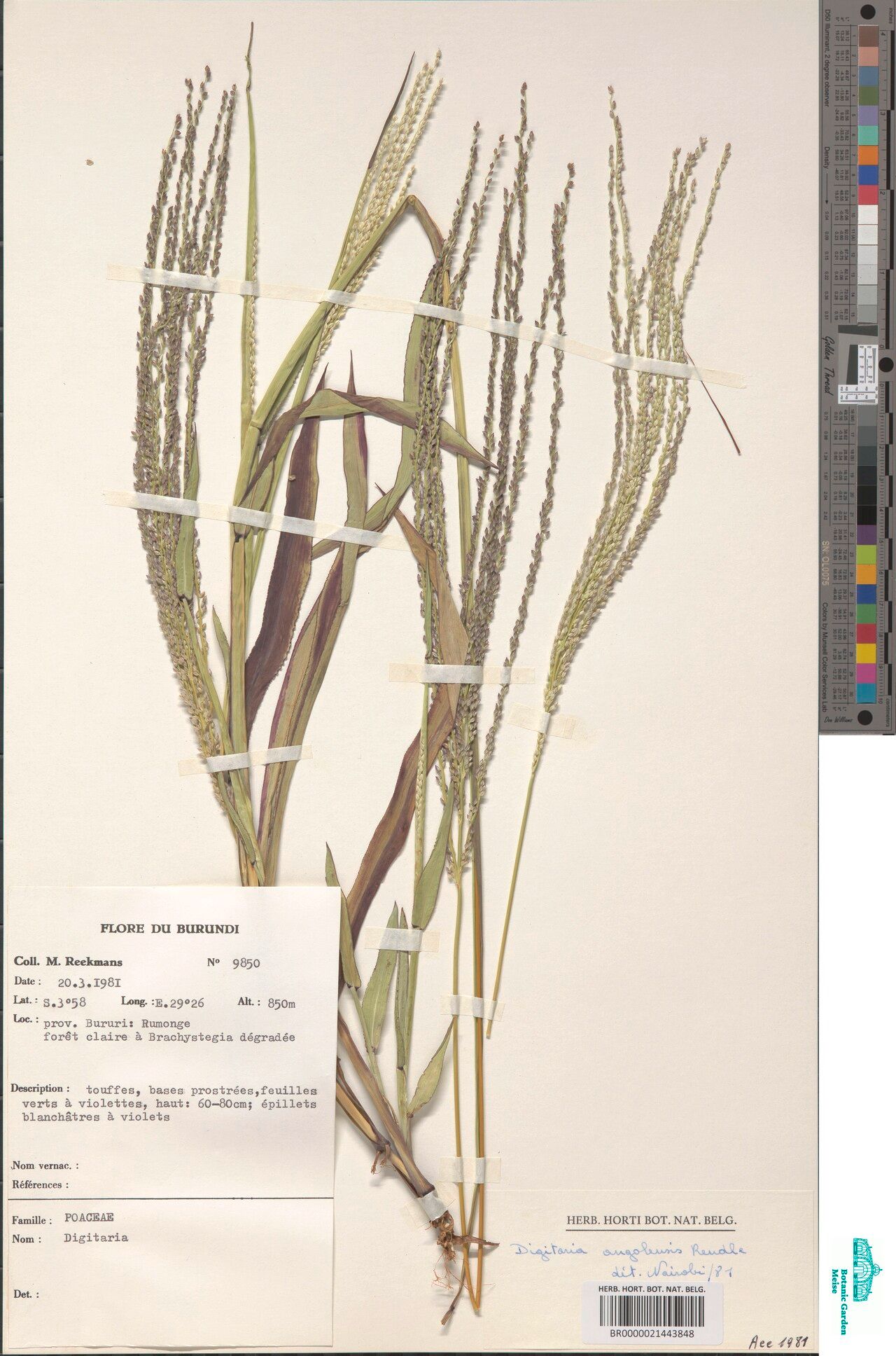 Digitaria angolensis — related species from the same genus