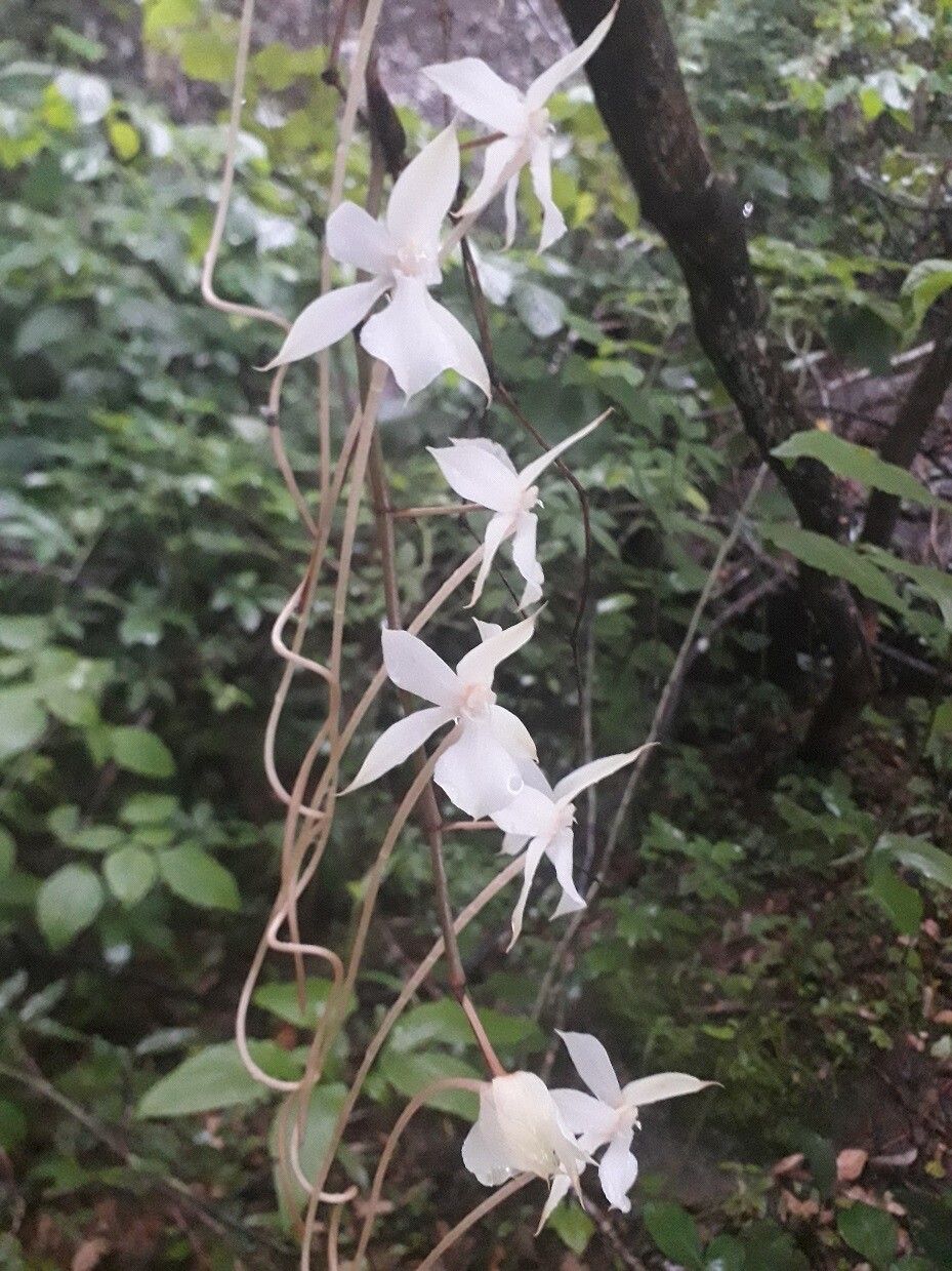 Aerangis kotschyana flower