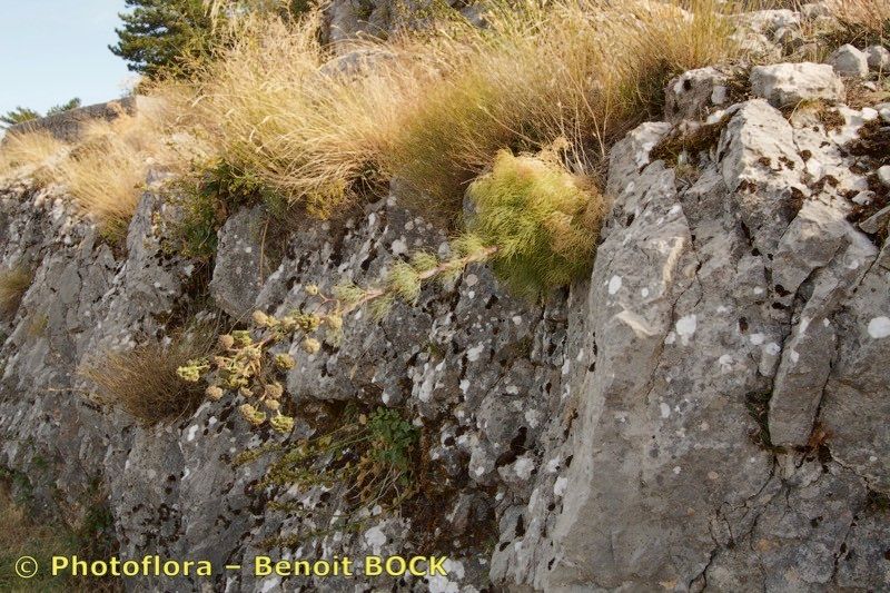 Seseli globiferum habit