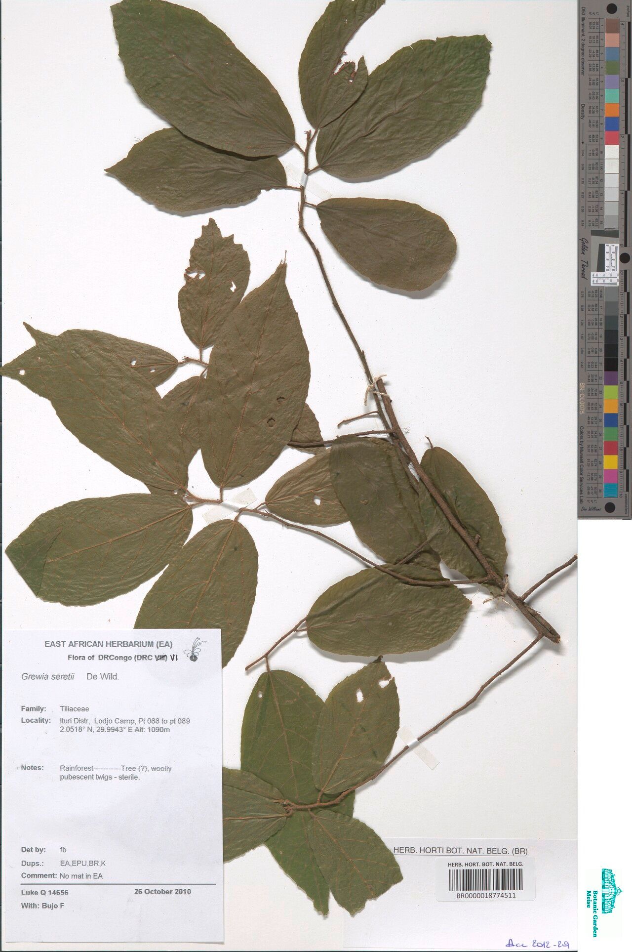 Microcos seretii — houseplant care guide