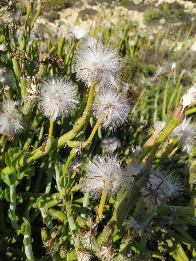 Kleinia anteuphorbium fruit