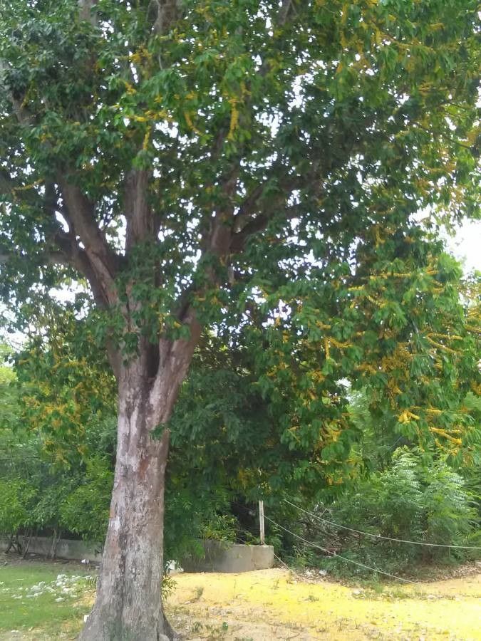 Sideroxylon foetidissimum bark