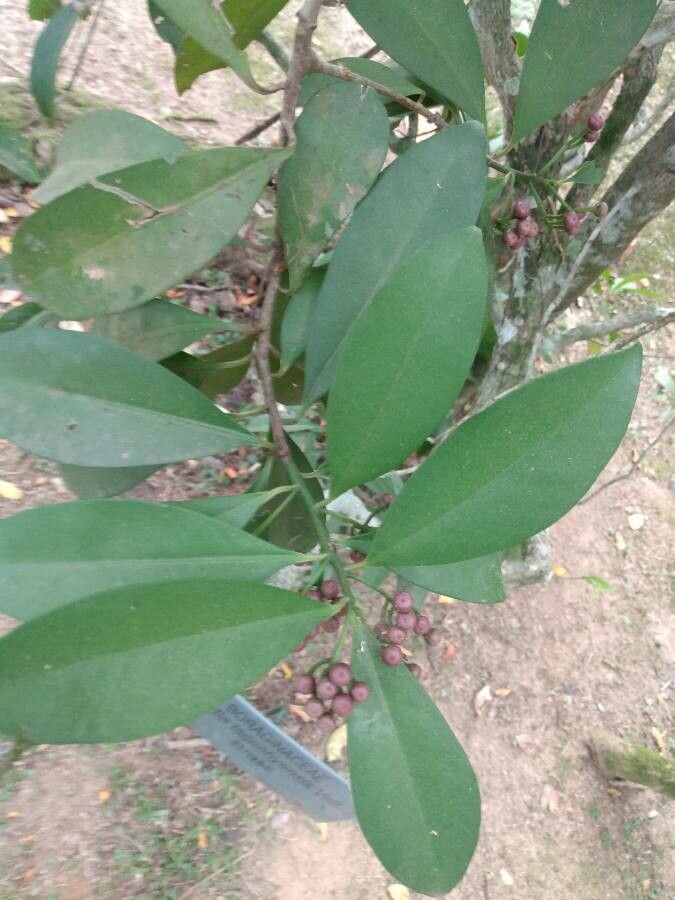 Cordia taguahyensis — search result for 'Cordia'
