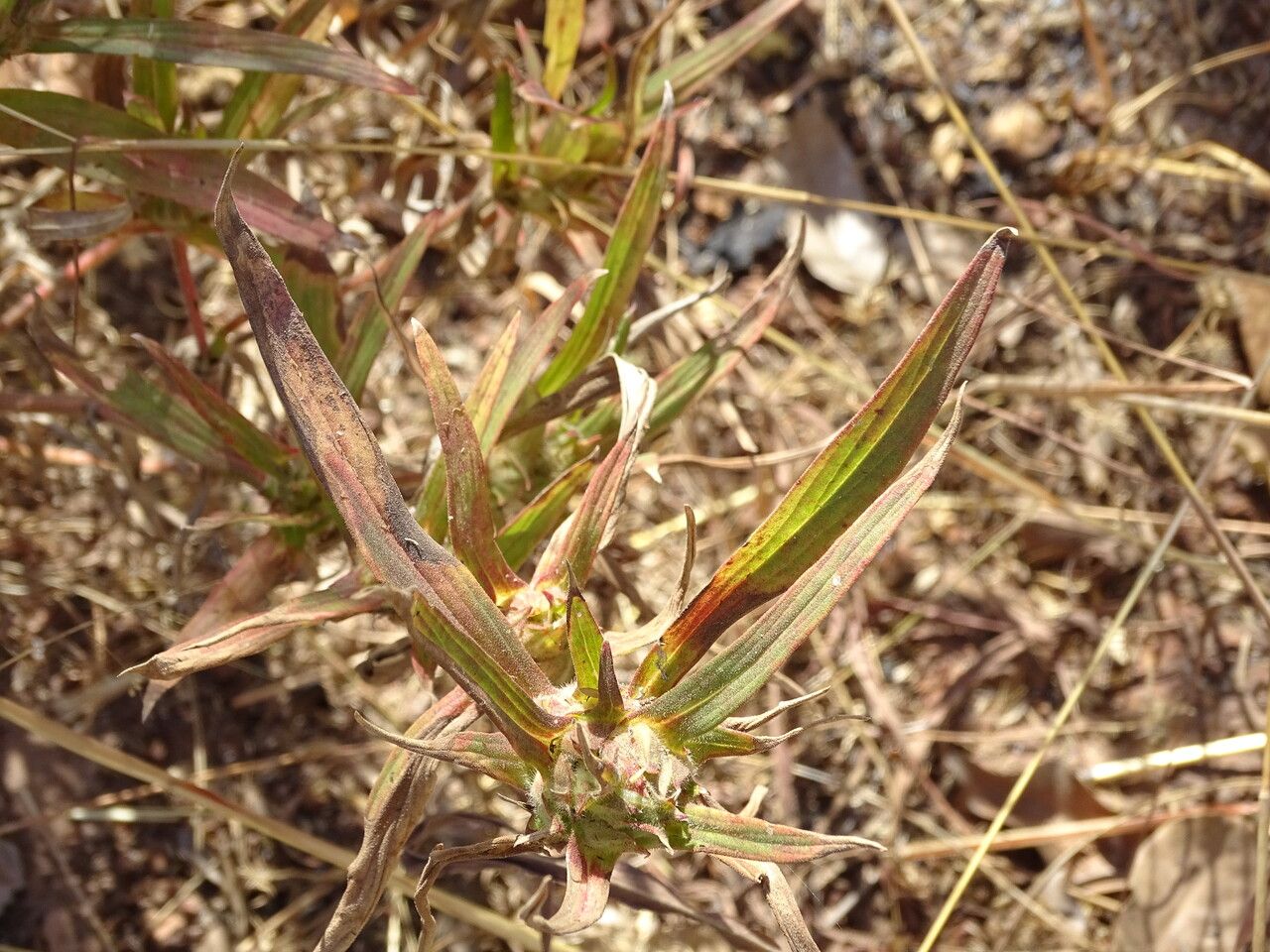 Hygrophila auriculata — search result for 'Acanthus'