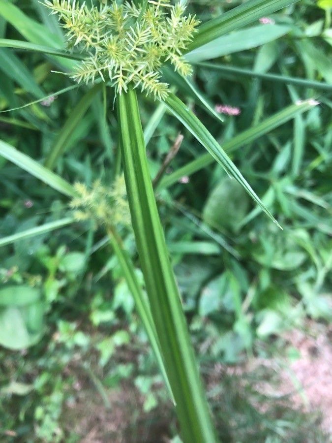 Cyperus strigosus leaf