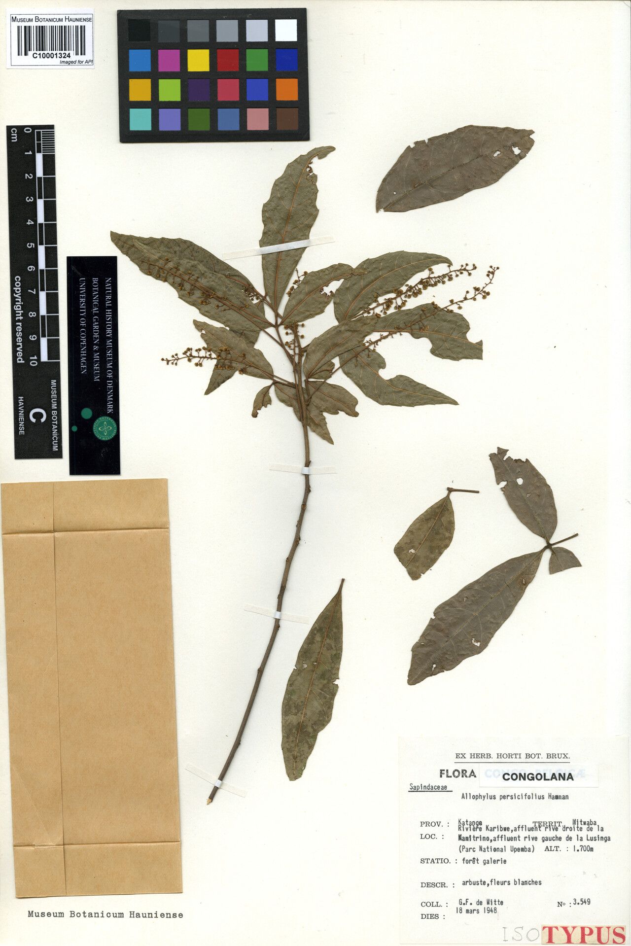 Allophylus persicifolius — houseplant care guide