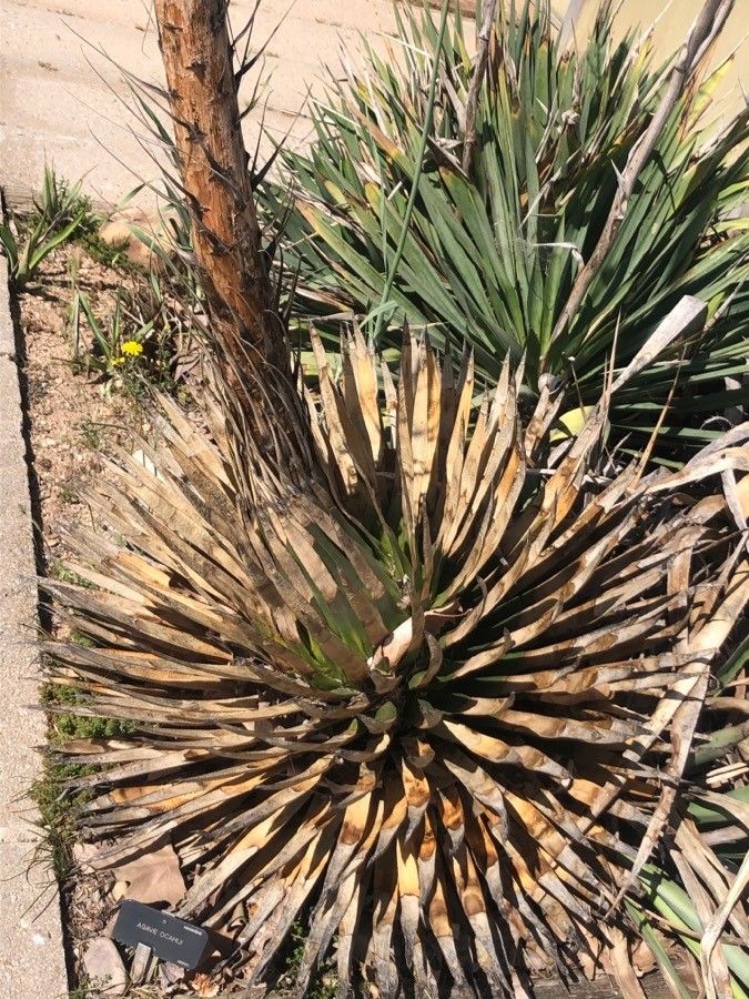 Agave ocahui — search result for 'Agave'