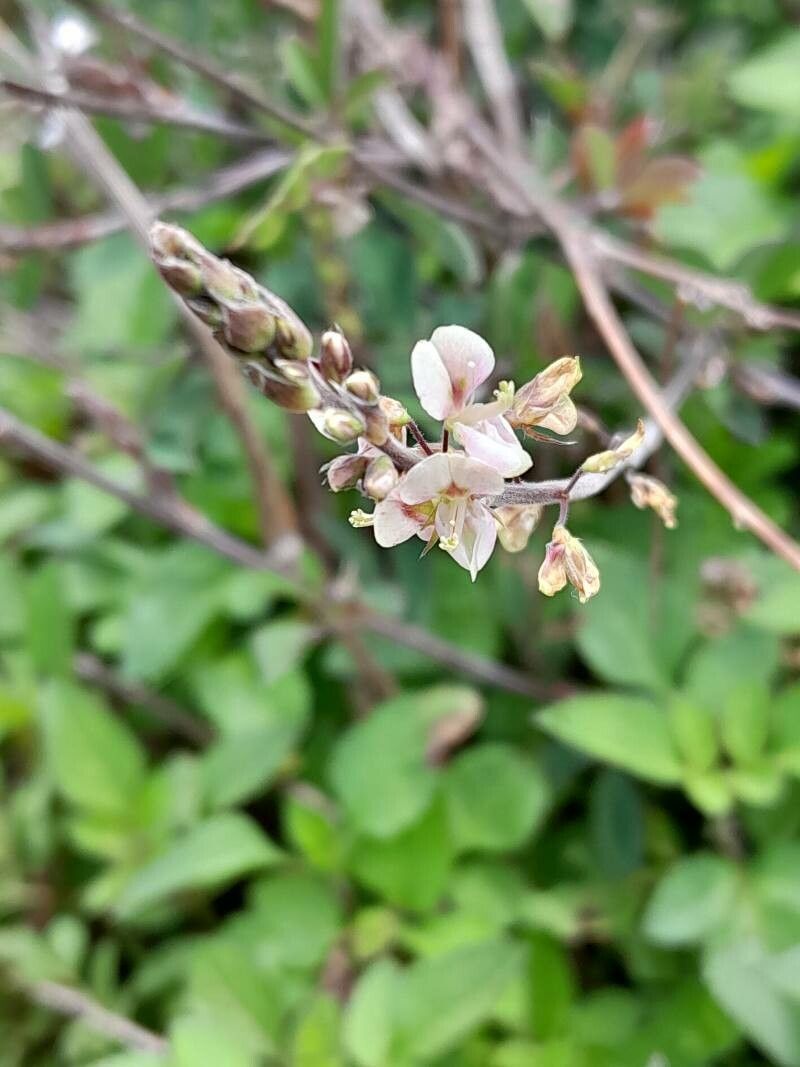Argyrolobium catatii flower