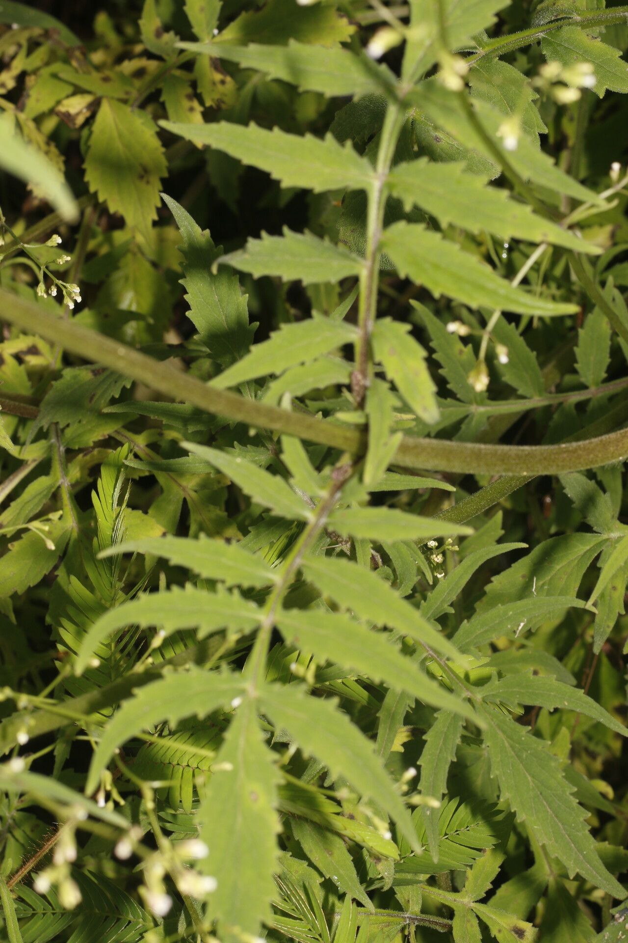 Valeriana palmeri leaf