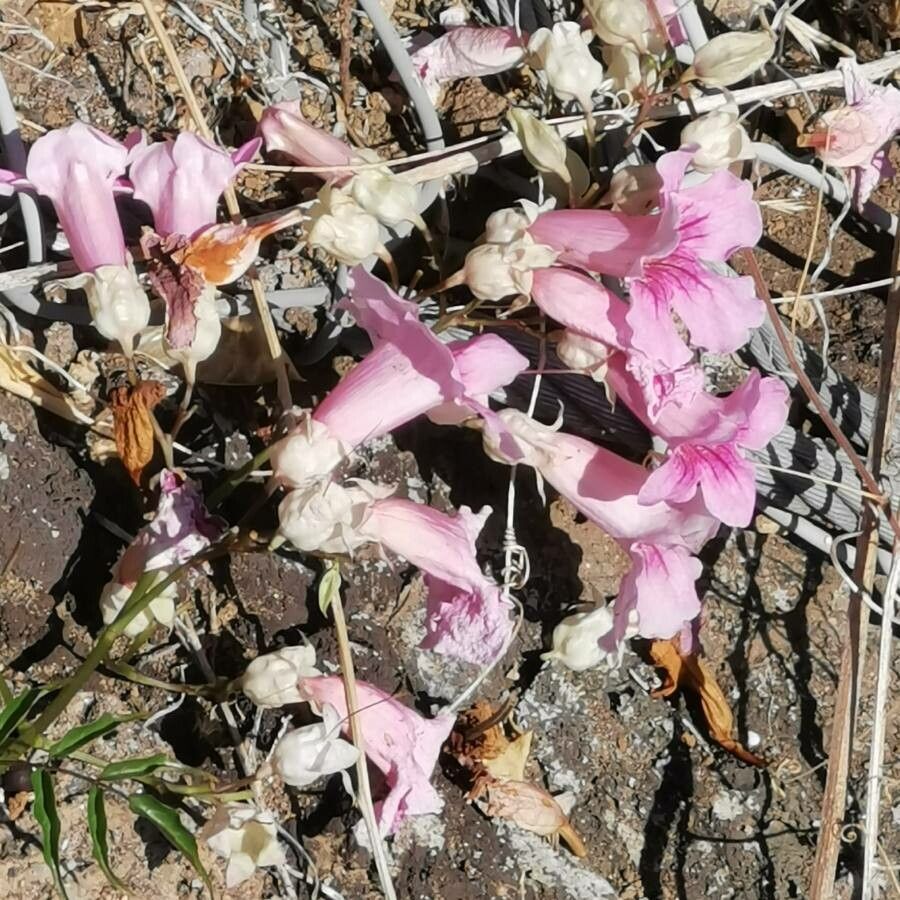 Penstemon ambiguus — related species from the same genus