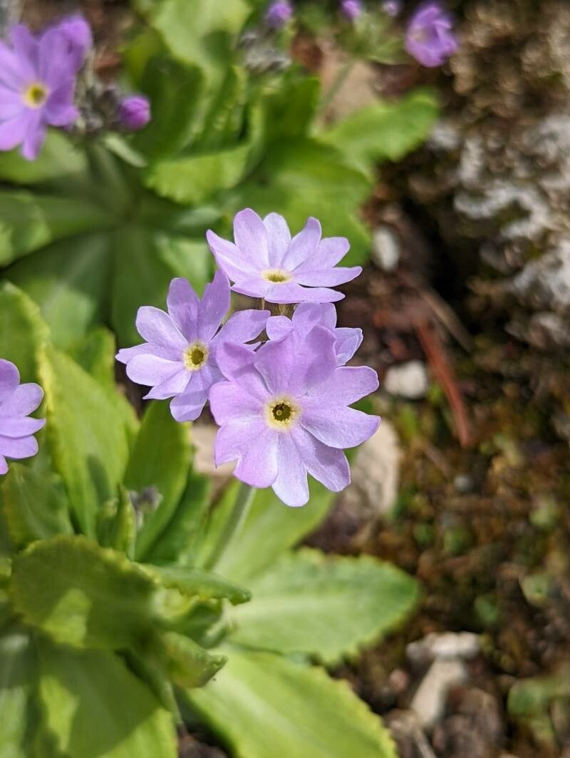 Primula algida flower