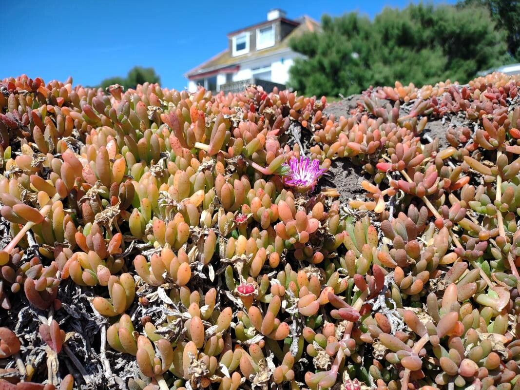 Disphyma crassifolium flower
