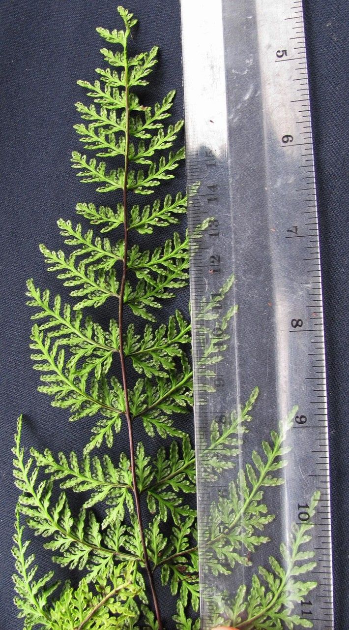 Hemionitis membranacea other