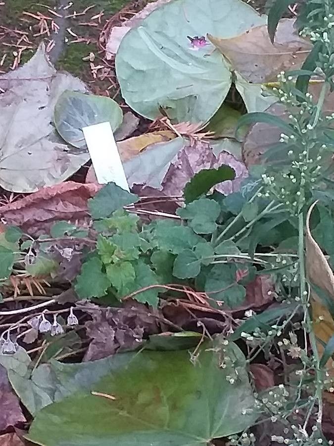 Campanula dolomitica leaf