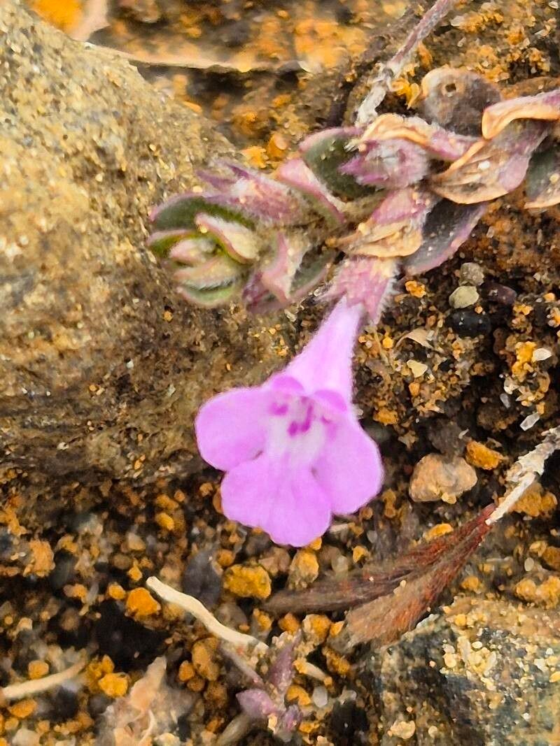 Clinopodium simense flower