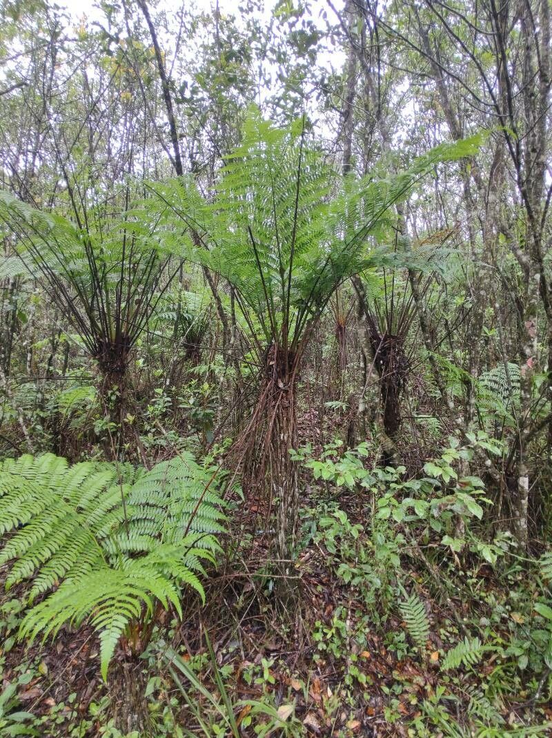 Cyathea microdonta habit