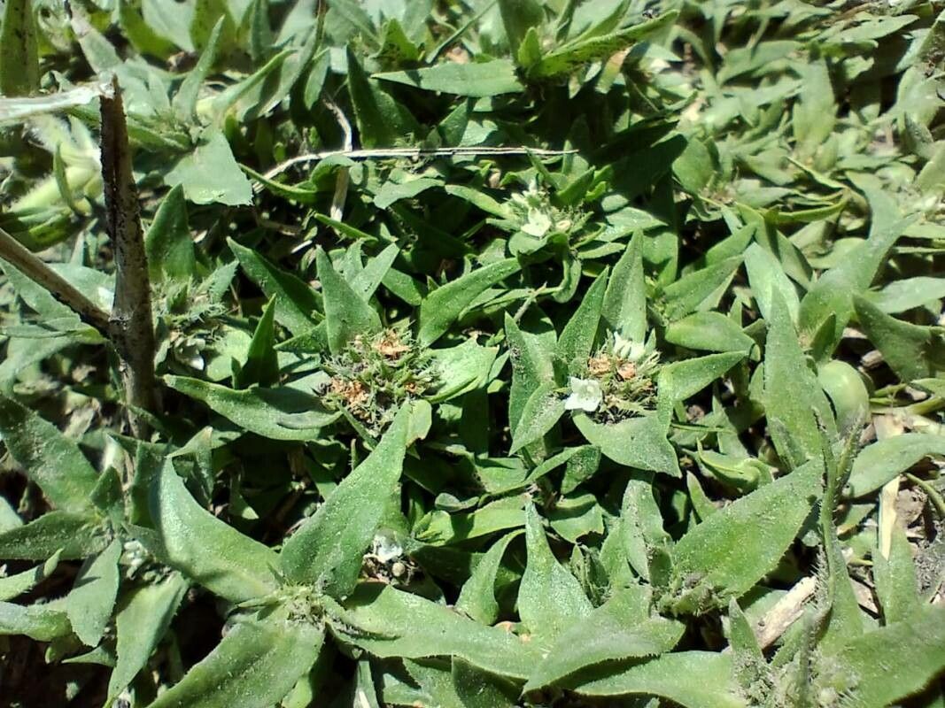 Richardia stellaris — related species from the same genus