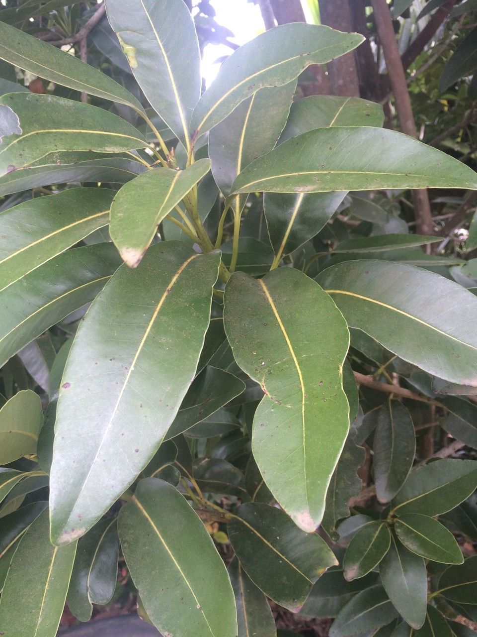 Sideroxylon cinereum other