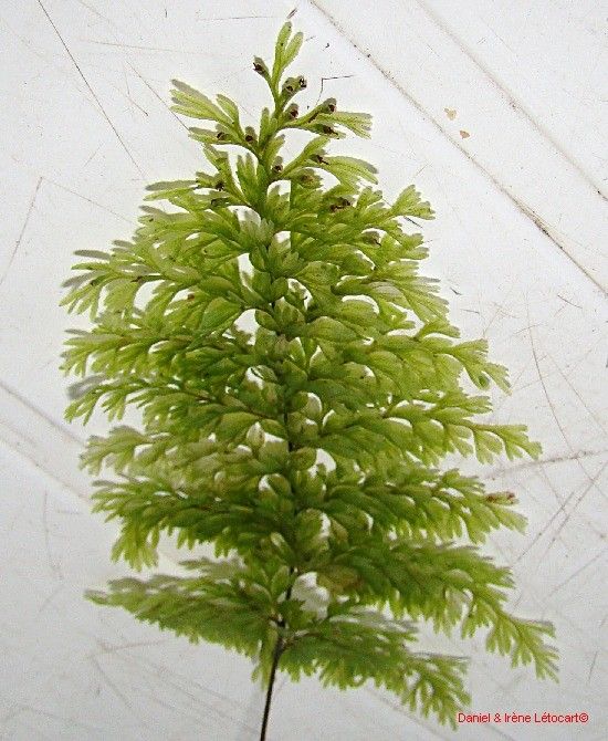 Hymenophyllum deplanchei habit