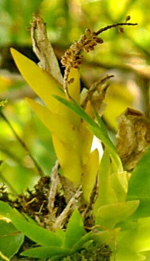 Oberonia equitans flower