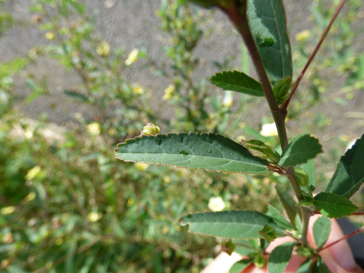 Sida retusa — search result for 'Sida'