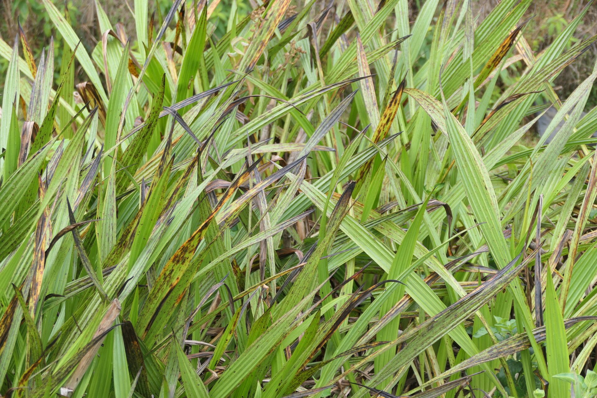 Wachendorfia thyrsiflora — a medium houseplant, prefers full sun light