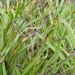 Wachendorfia thyrsiflora