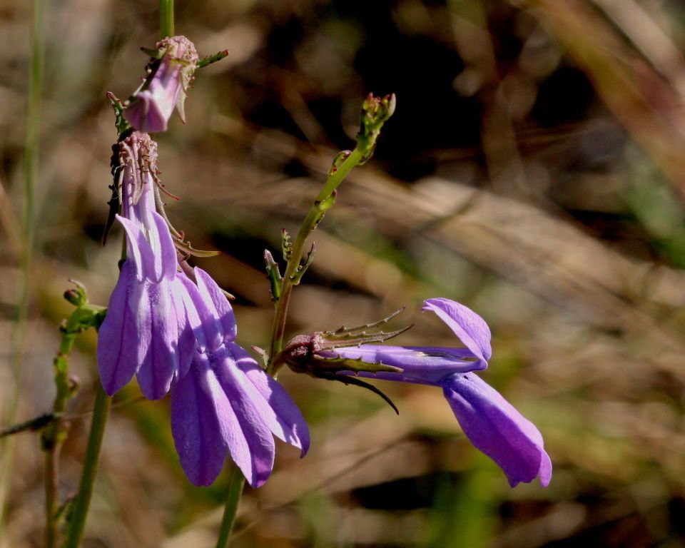 Lobelia glandulosa — search result for 'Lobelia'