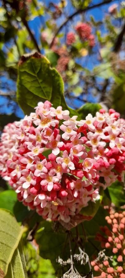 Rogiera amoena flower