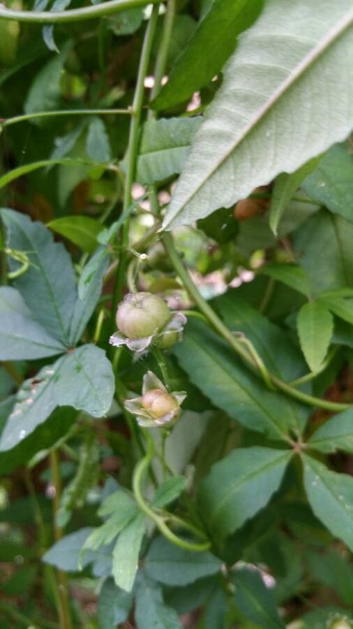 Merremia quinquefolia fruit