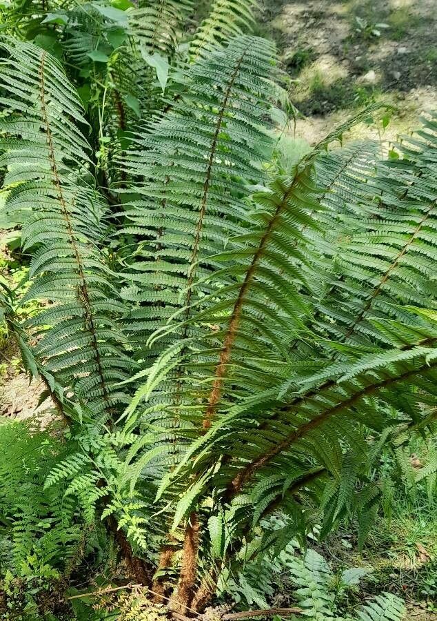 Dryopteris wallichiana habit