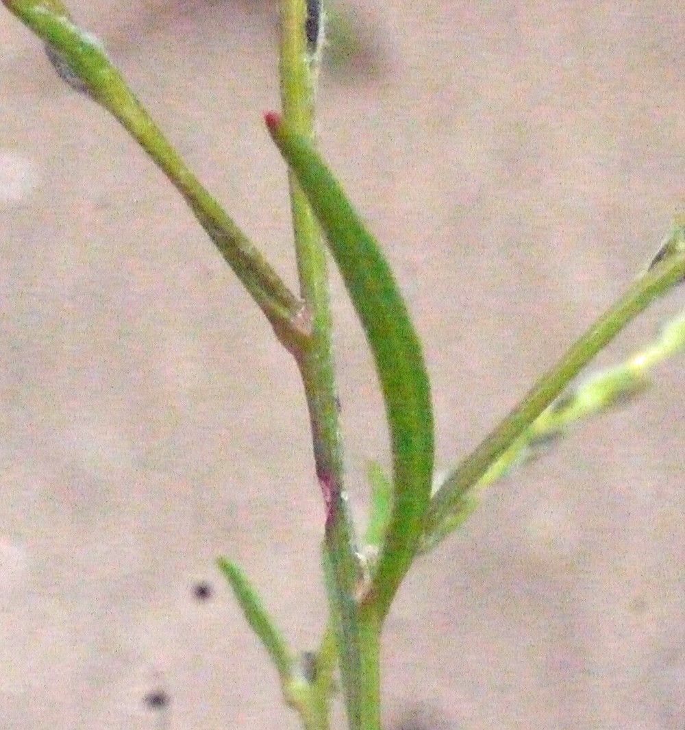 Corispermum declinatum fruit