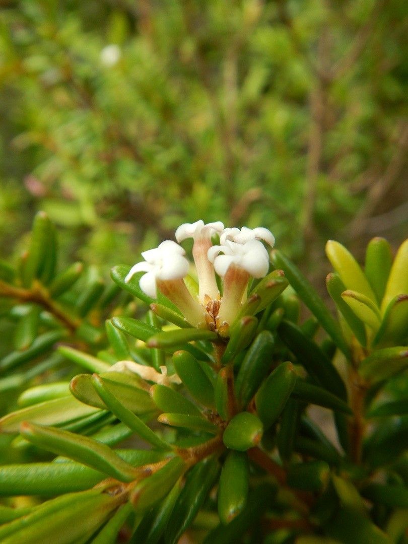 Alyxia caletioides — related species from the same genus