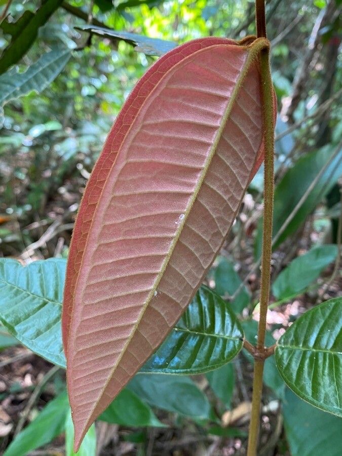 Myrcia maximiliana leaf