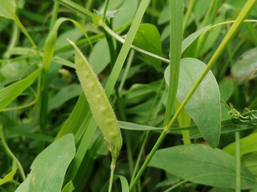 Vicia bithynica fruit