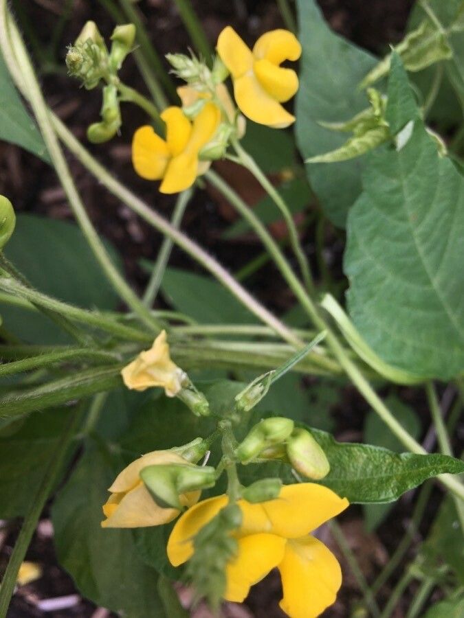 Vigna radiata flower
