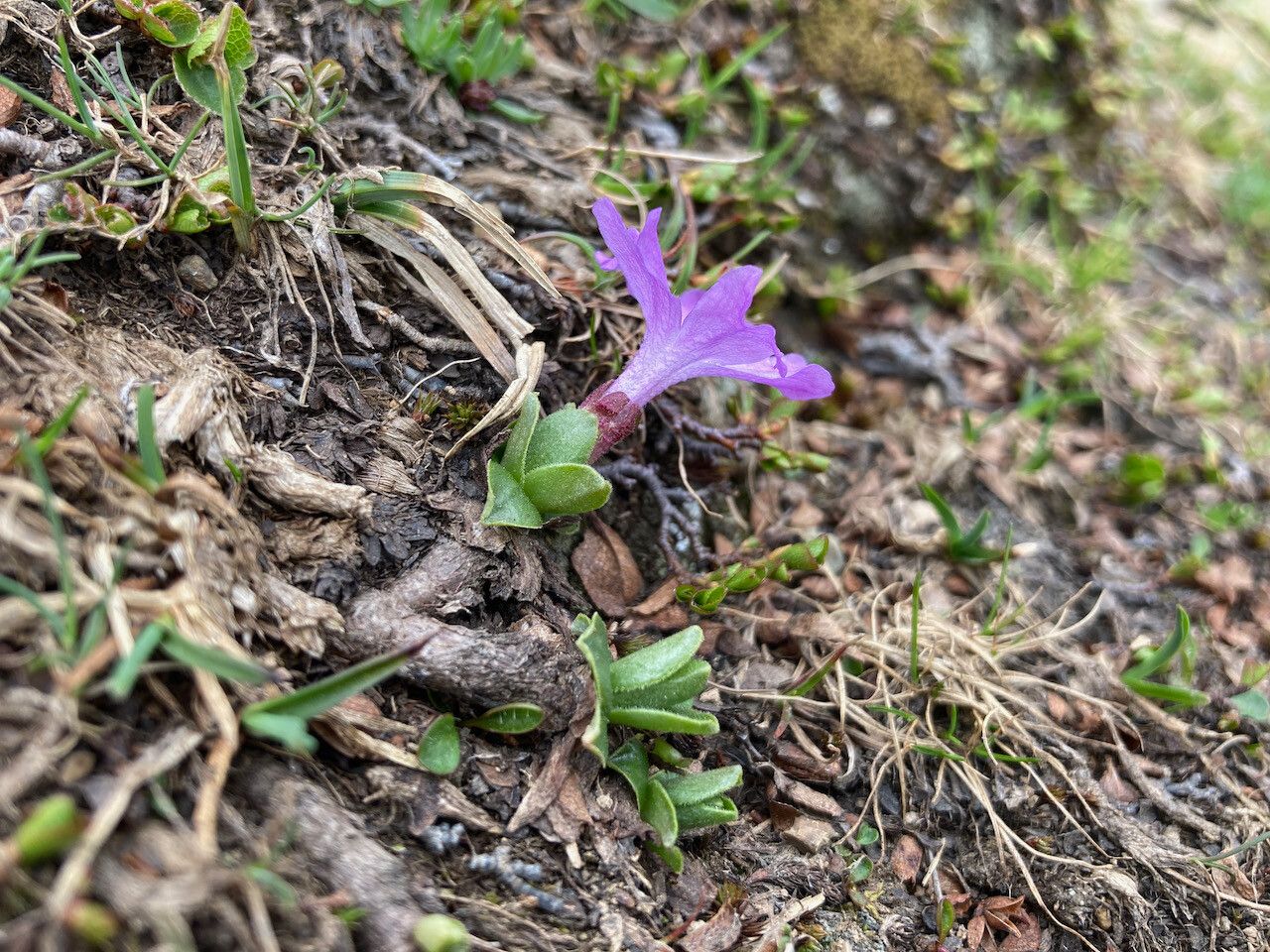 Primula integrifolia bark