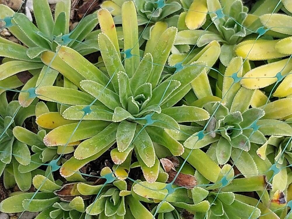 Saxifraga × gaudinii leaf